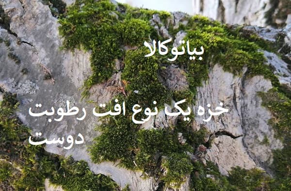 خزه یک نوع افت گردو(خزه )